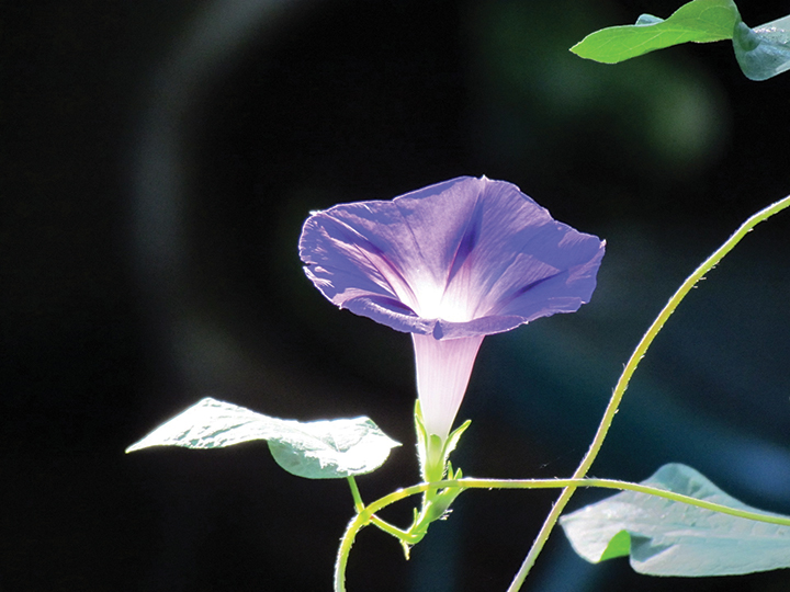 Purple morning glory flower glowing in sunlight with green leaves and vine in the foreground.