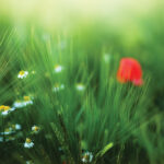 Wildflowers and lush green grass in a sunlit meadow, with a red poppy softly blurred in the background.