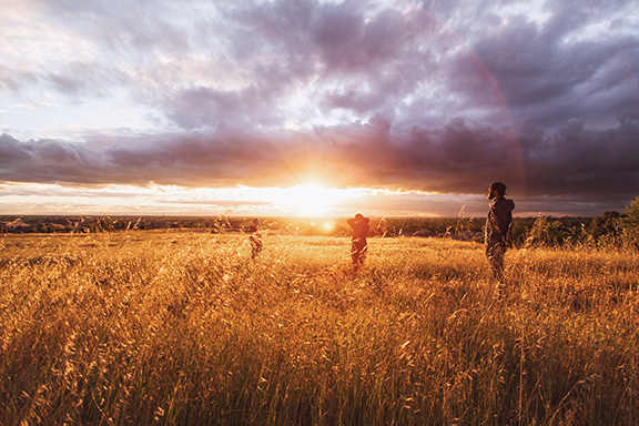 sun setting over a field