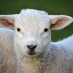Close-up of a cute white lamb with fluffy wool and big ears, standing against a green background.