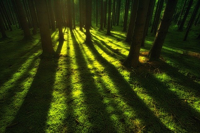 Sunbeams casting long shadows through a tranquil forest, illuminating the lush green moss on the forest floor.