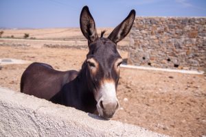 the farmer's mule