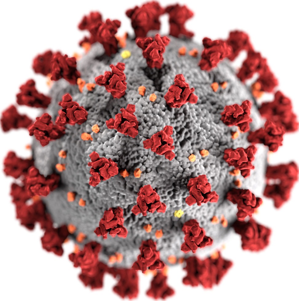 3D illustration of coronavirus with red spike proteins, highlighting its detailed surface structure.