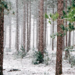 Snow falling in a serene forest with tall pine trees during winter.
