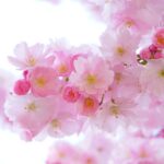 Close-up of pink cherry blossoms in full bloom against a clear sky, symbolizing spring and renewal.