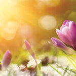 Crocus flowers in snow awakening in warm sunlight