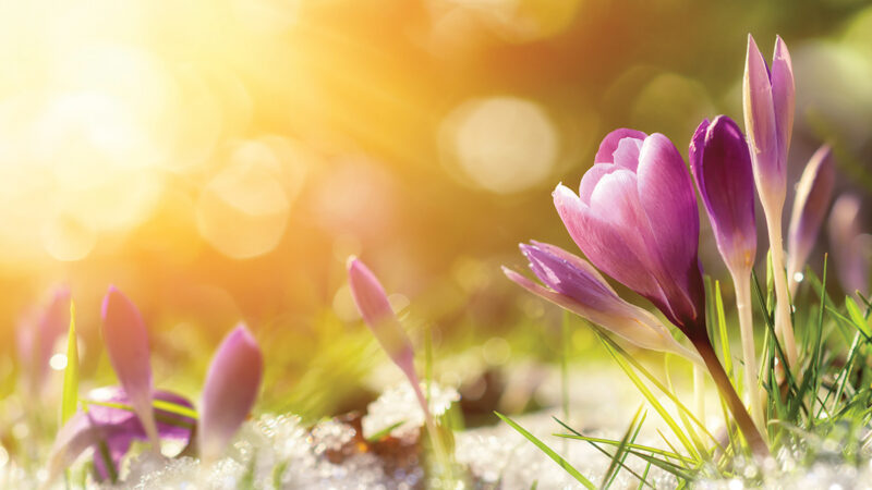 Purple crocus flowers in snow, awakening in spring to the warm gold rays of sunlight