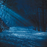 Night forest