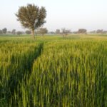 Grass in field with tree