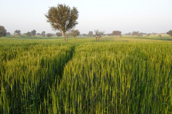 Grass in field with tree