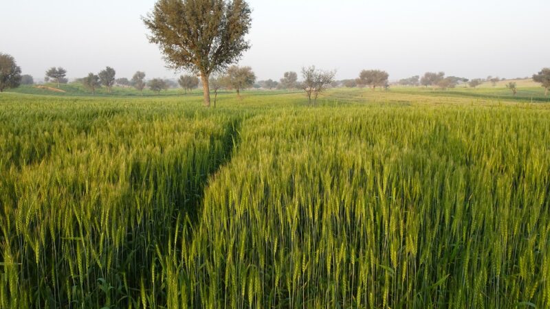 Grass in field with tree