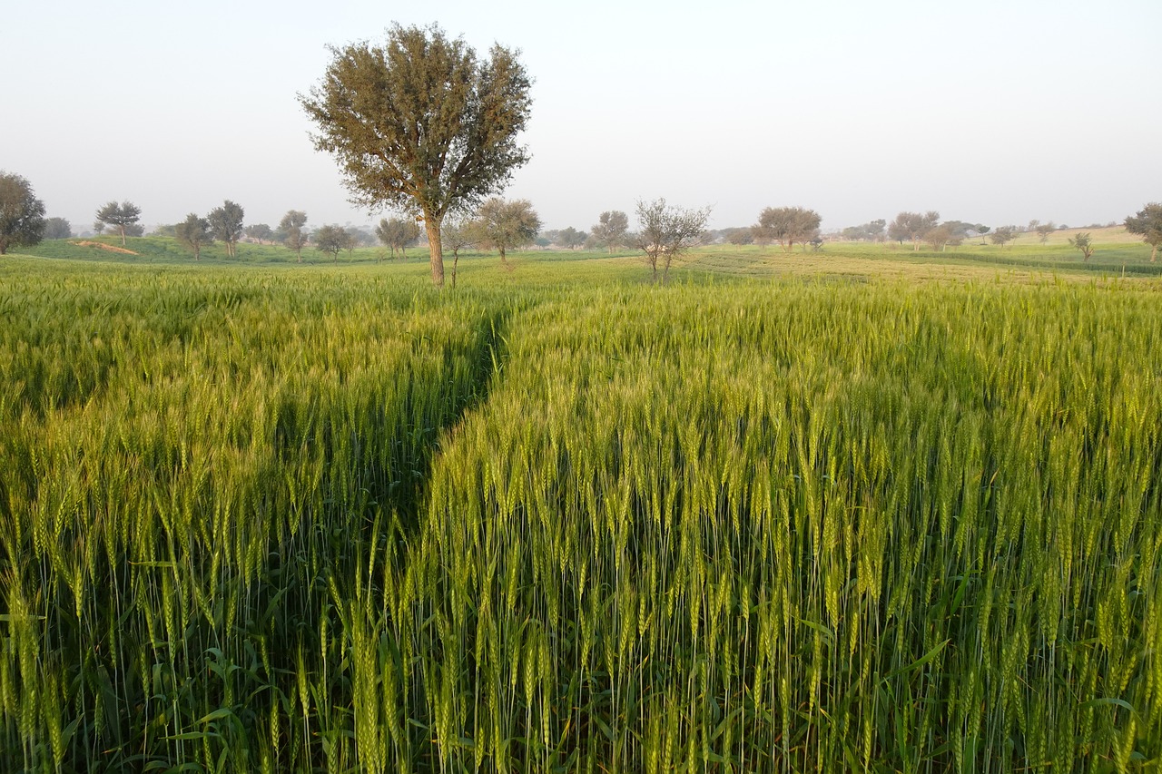 Grass in field with tree